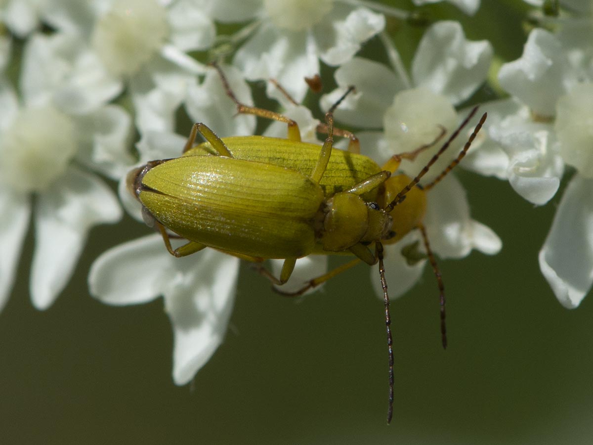 Cteniopus flavus